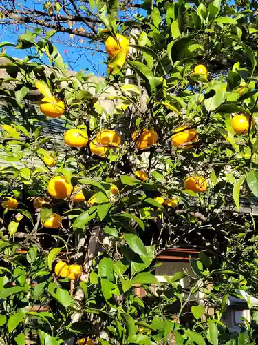 住吉神社の自然
