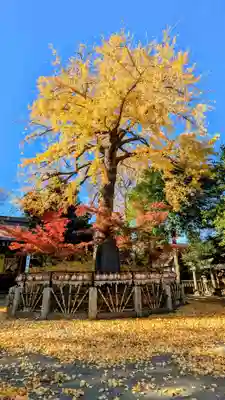 七社神社の自然