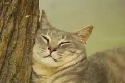 玉野御嶽神社(愛知県)