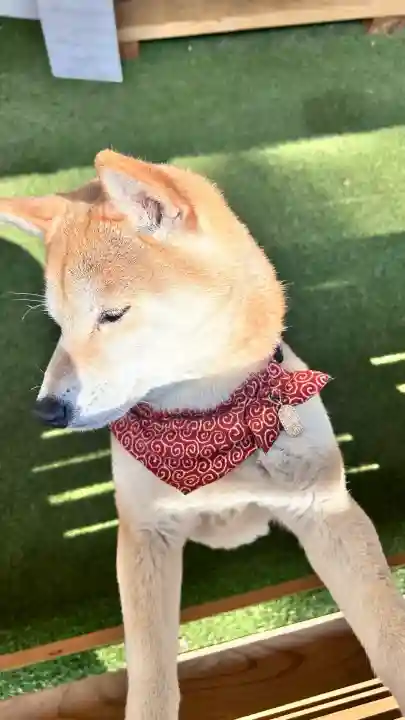 尻岸内八幡神社(北海道)