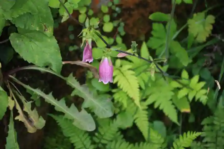 御札神社の自然