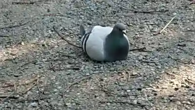 美濃輪稲荷神社(静岡県)