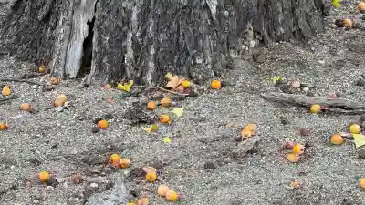 開発稲荷神社(北海道)