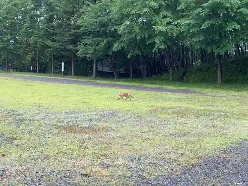 樽前山神社の動物