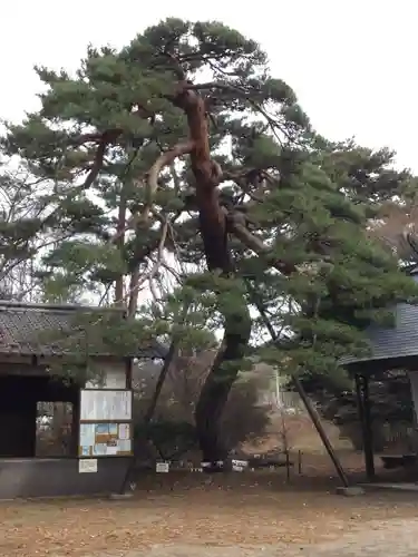 皇大神社(真田御屋敷跡)の自然