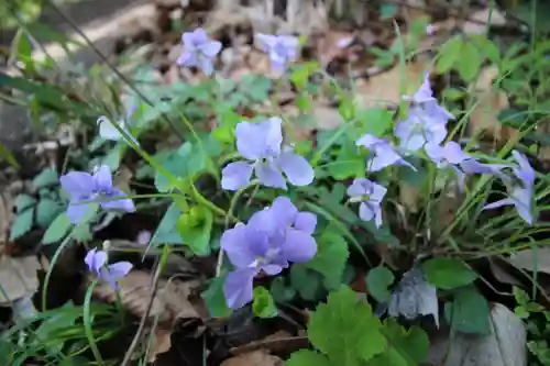 弘法山　大師堂の自然