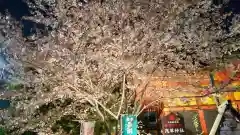 浅草神社の自然