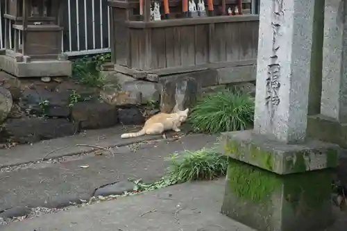 天王坊稲荷神社の動物