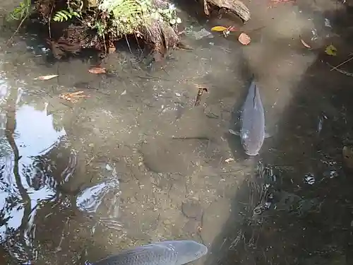 鎌形八幡神社の動物