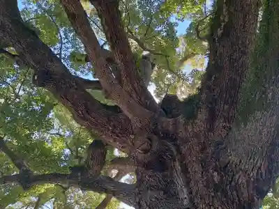 百舌鳥八幡宮(大阪府)