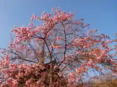 楽法寺（雨引観音）の自然