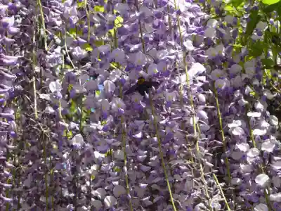 玉敷神社の自然