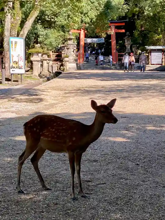 春日大社の動物