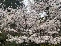 法金剛院(京都府)