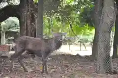 春日大社の自然