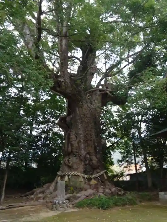 川津来宮神社(静岡県)