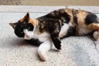 柏諏訪神社(千葉県)