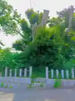 御祖神社の自然