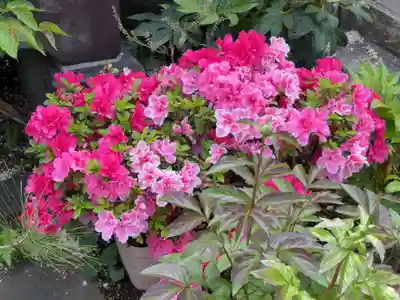 谷中 妙福寺(東京都)