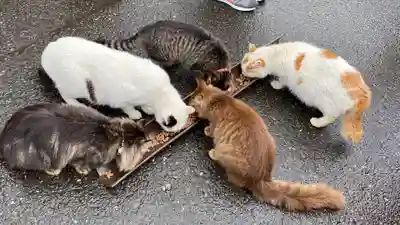 御誕生寺（猫寺）(福井県)