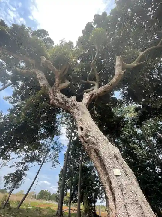 大宮神社の自然