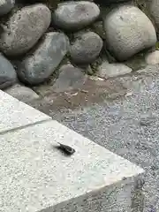 雀神社(茨城県)