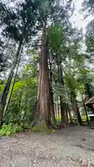 日枝神社(福井県)