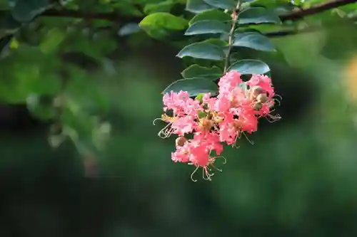 開成山大神宮の庭園