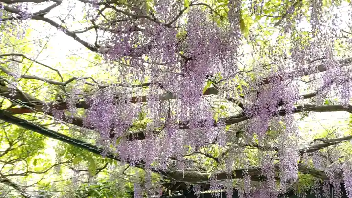 國領神社の{uncategorized: "未分類", other: "その他", undefined: "問題あり", building: "その他建物", grave: "お墓", sacred_gate: "鳥居", guardian: "狛犬", statue: "像", buddha: "仏像", history: "歴史", nature: "自然", garden: "庭園", animal: "動物", pagoda: "塔", temizu: "手水舎", mountain_gate: "山門・神門", sanctuary: "本殿・本堂", subordinate: "末社・摂社", art: "芸術", scenery: "景色", jizo: "地蔵", ema: "絵馬", goshuin: "御朱印", omikuji: "おみくじ", items: "授与品その他", amulet: "お守り", goshuincho: "御朱印帳", eats: "食事", festival: "お祭り", votive_dance: "神楽", shichigosan: "七五三参", wedding: "結婚式", experience: "体験その他", initially: "初詣", around: "周辺", anti_infection: "感染症対策"}