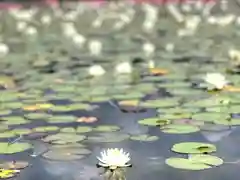 仁科神社(長野県)