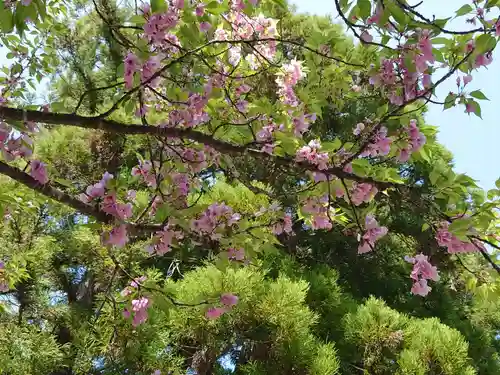 伊勢神宮内宮（皇大神宮）の自然