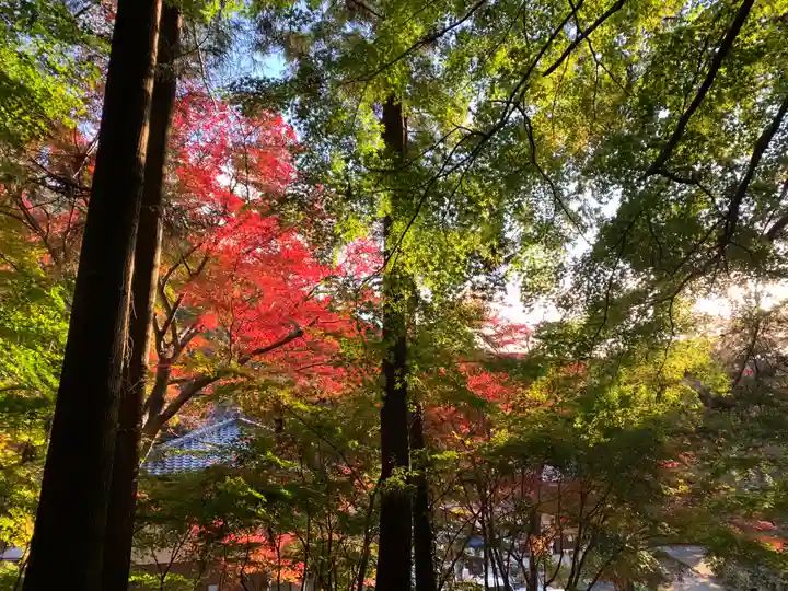 普門寺(切り絵御朱印発祥の寺)の自然