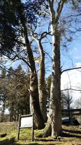 諏訪大社上社前宮の自然