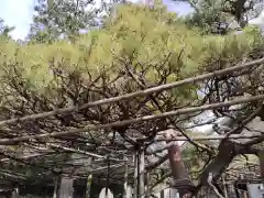 高砂神社の庭園