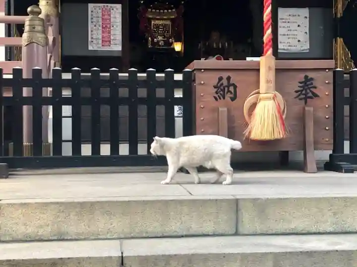 今戸神社の動物