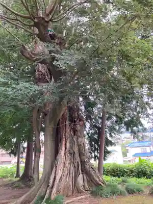 八坂神社の自然