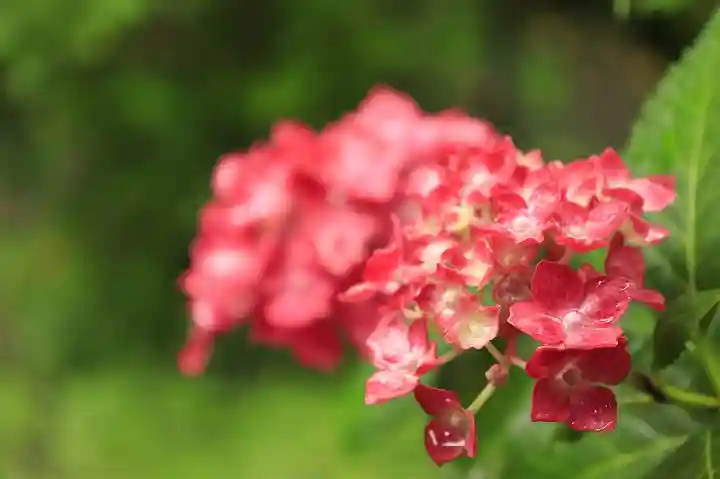 梅宮大社(京都府)