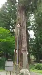 河口浅間神社の自然