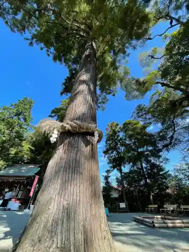 比々多神社の自然