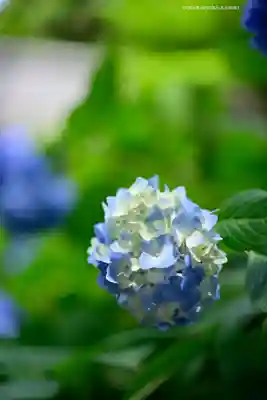 明月院(神奈川県)