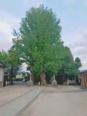 春日部八幡神社(埼玉県)