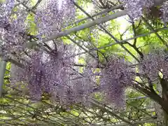 藤尾八幡神社の自然