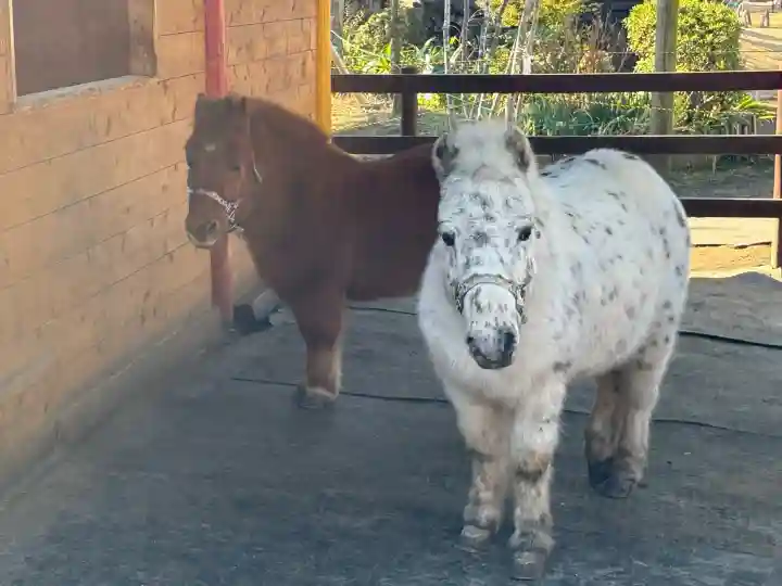 五方山熊野神社(東京都)