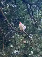 大崎八幡宮の動物