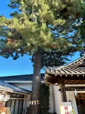 中野沼袋氷川神社(東京都)