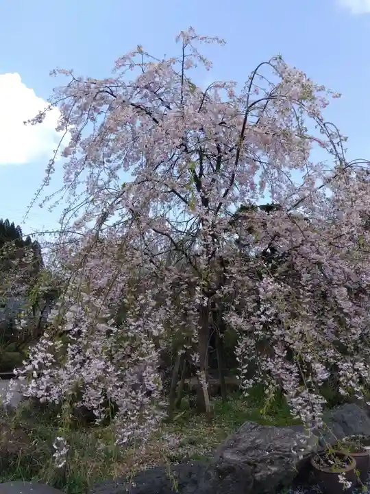 御誕生寺(猫寺)(福井県)