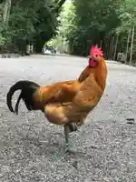 熱田神宮の動物