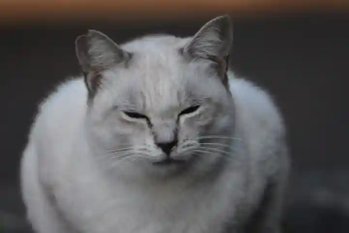 諸口神社の動物