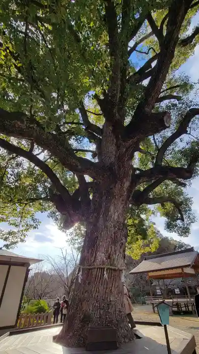 平野神社(京都府)