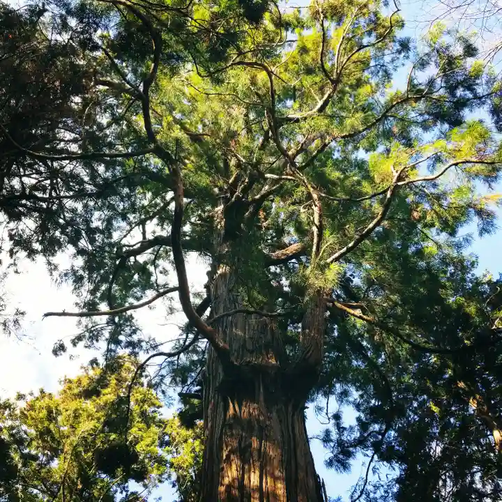 大生神社の自然